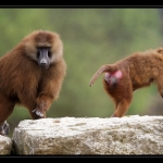 12_20090412_parc_de_la_Haute_Touche_