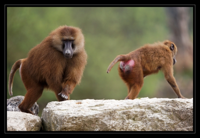 12_20090412_parc_de_la_Haute_Touche_