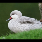 14_20090412_parc_de_la_Haute_Touche_