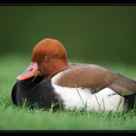 15_20090412_parc_de_la_Haute_Touche_
