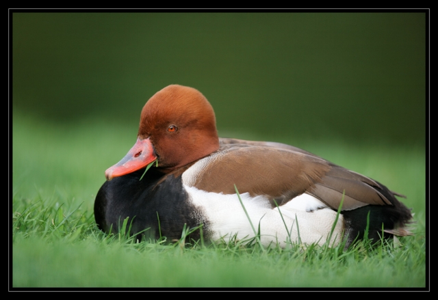 15_20090412_parc_de_la_Haute_Touche_