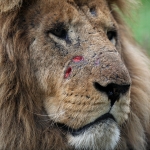 zoos et parcs Animaliers