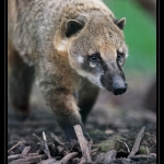 06_20090412_parc_de_la_Haute_Touche_
