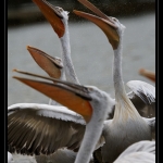 08_20090412_parc_de_la_Haute_Touche_