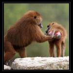 11_20090412_parc_de_la_Haute_Touche_