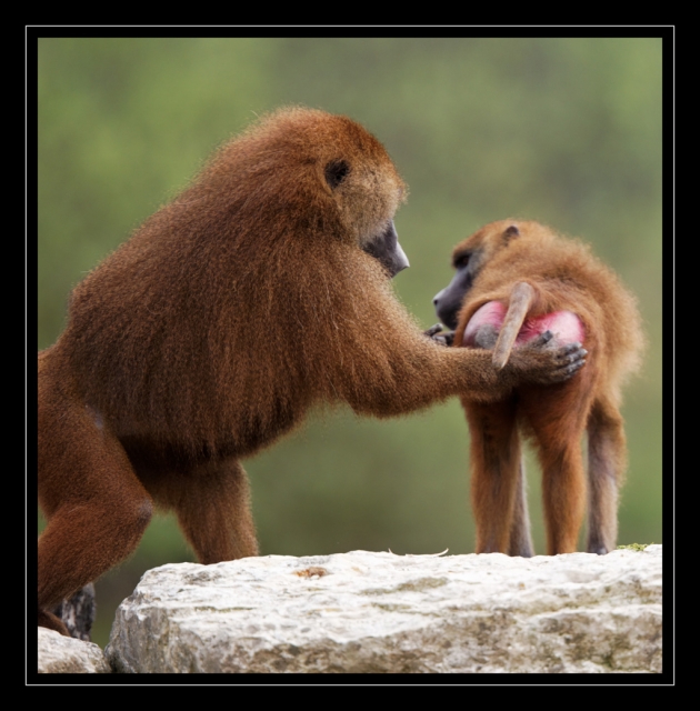 11_20090412_parc_de_la_Haute_Touche_